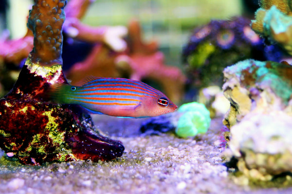 Six Line Wrasse