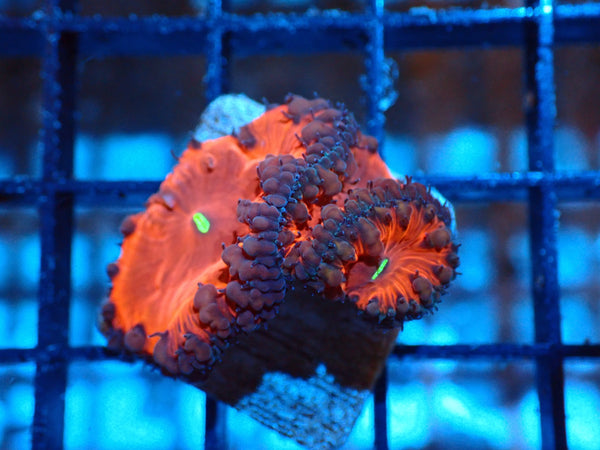 Blasto Red