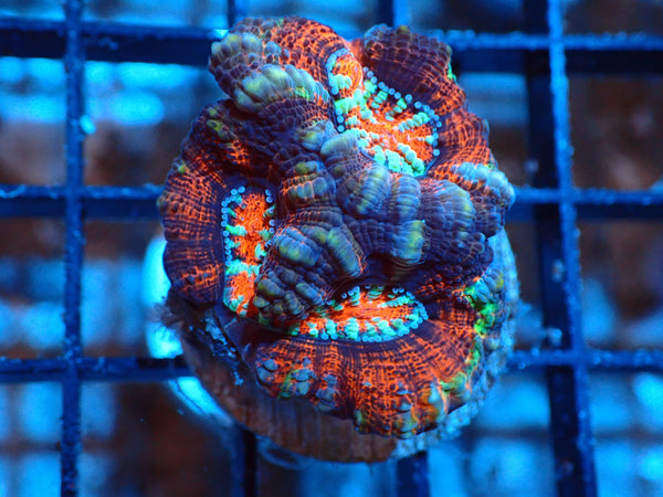 Acan Red