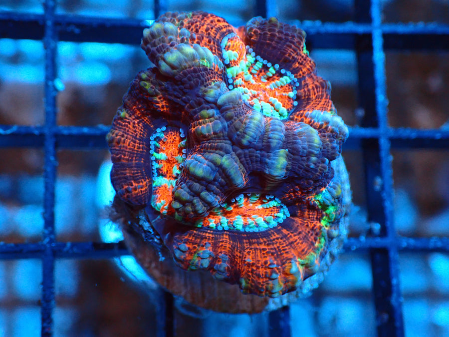 Acan Red Default Title