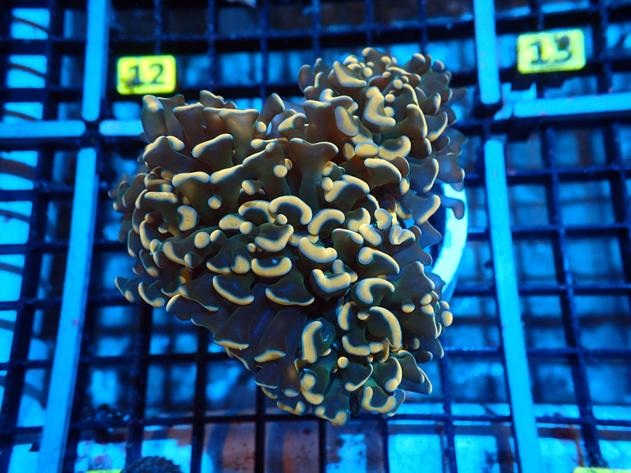 Hammer Gold Default Title