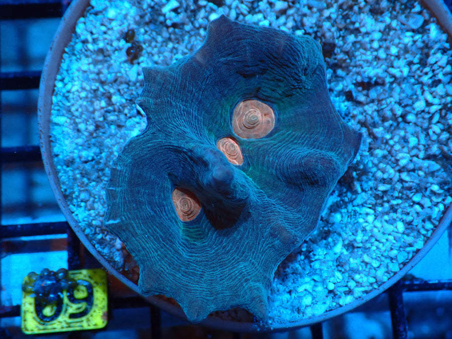 Pectina Blue Default Title