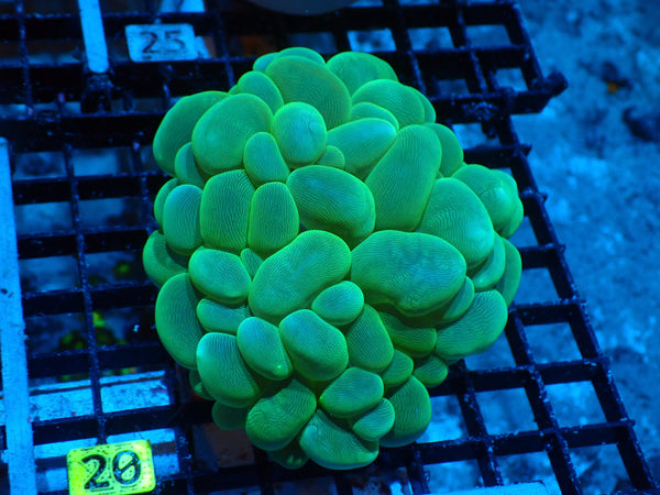 Bubble Green