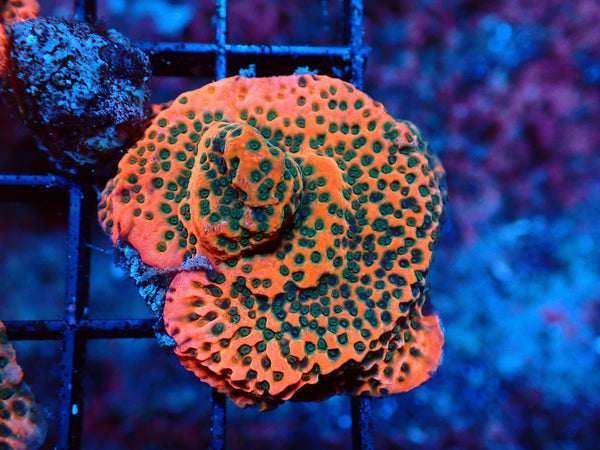 Montipora Orange
