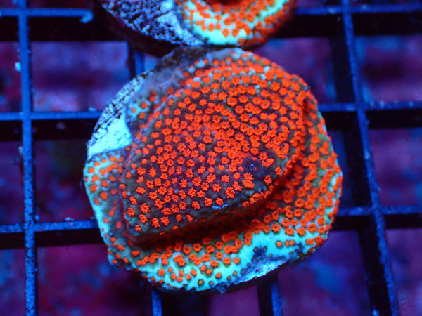 Montipora Red