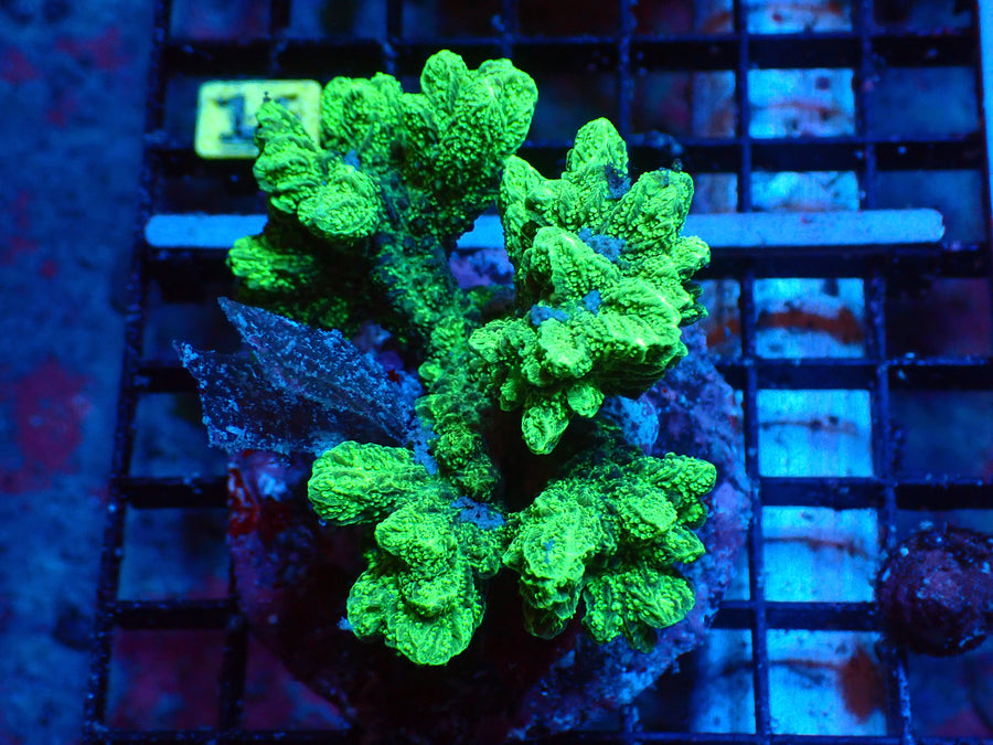 Hydro Green Default Title