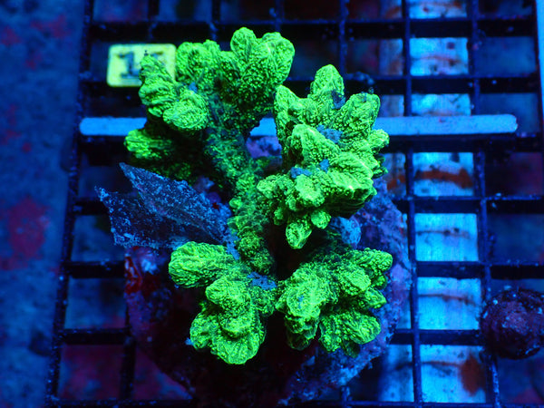 Hydro Green