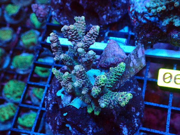 Acropora-Multi