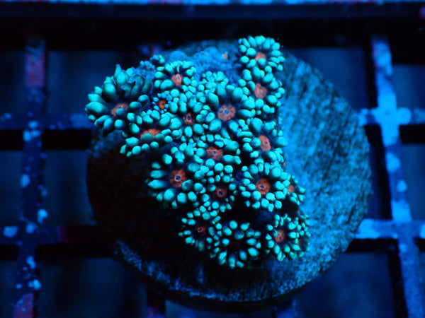 Goniopora Blue