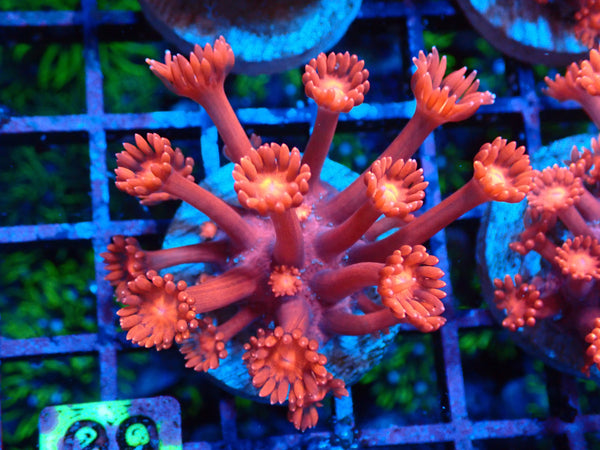 Goniopora Red