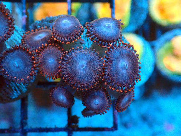 Zoa Spiderman