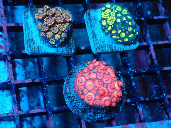 Goniopora Trio