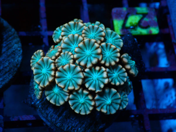 Alveopora Green