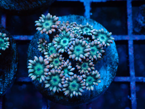 Goniopora Pastel