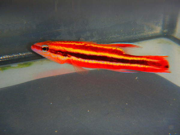 Rainbow Basslet