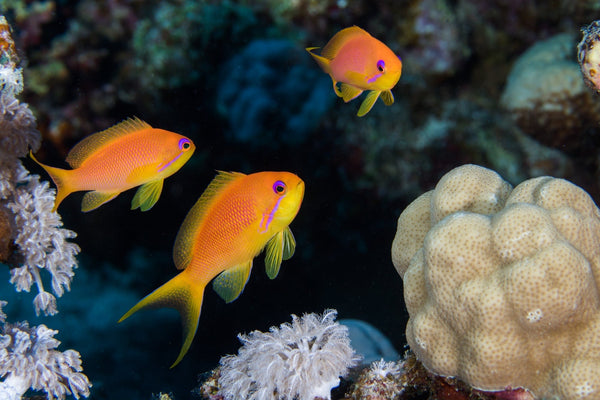 Lyretail Anthias