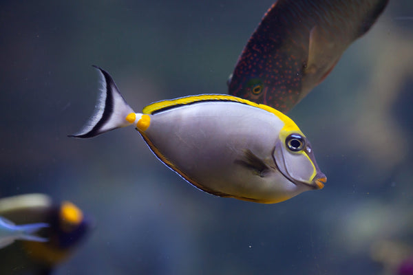 Naso Tang