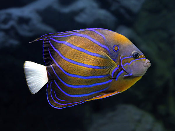 Annularis Angelfish