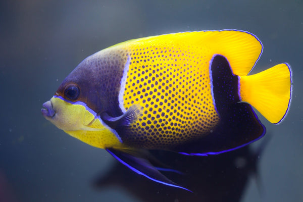 Blue Girdled Angelfish