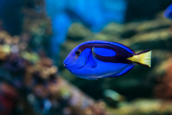 Blue Hippo Tang