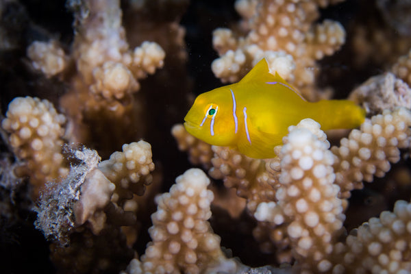 Citron Goby