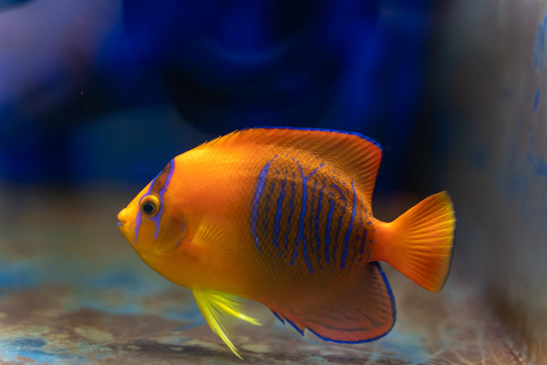 Clarion Angelfish