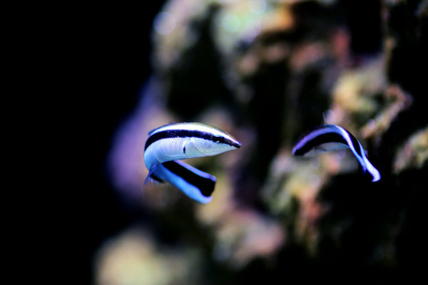 Cleaner Wrasse