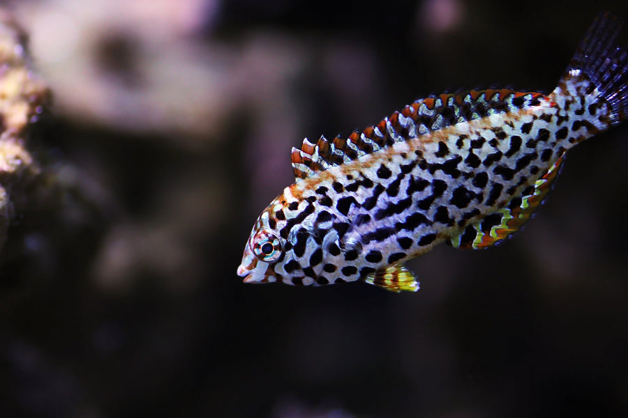 Leopard Wrasse
