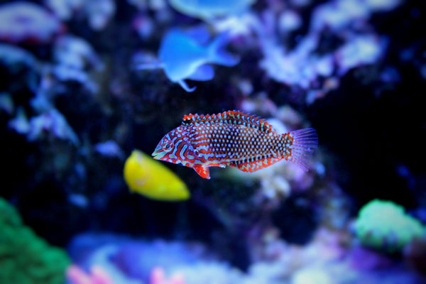 Black Spotted Leopard Wrasse