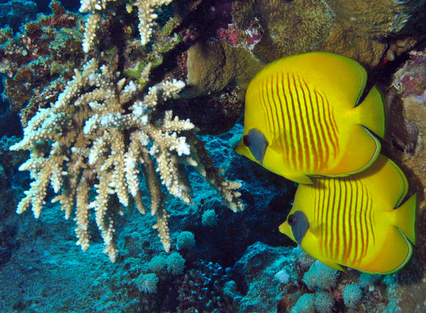 Yellow Butterflyfish