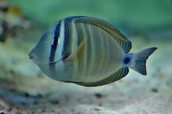 Sailfin Tang