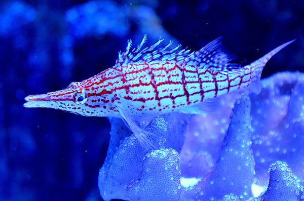 Checkerboard Hawkfish
