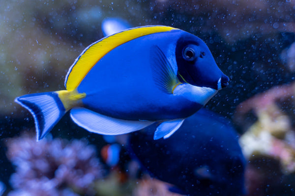 PowderBlue Tang