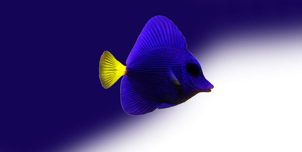Purple Tang