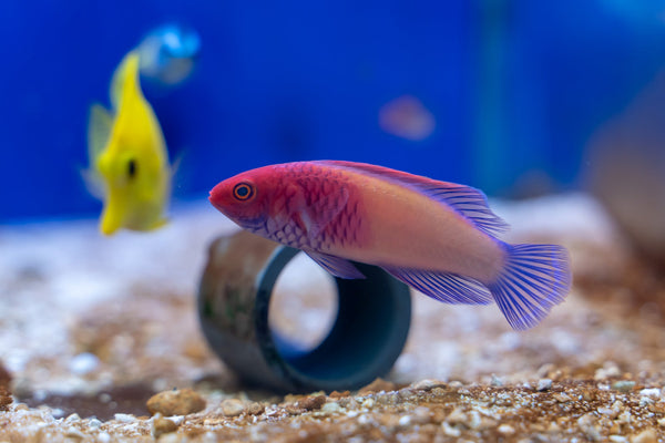 Red Velvet Fairy Wrasse