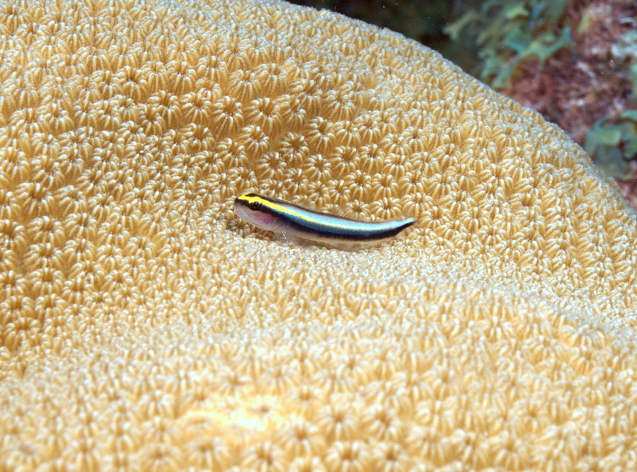 Sharknose Goby