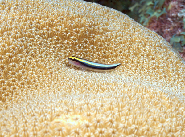 Sharknose Goby