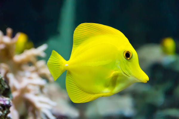 Yellow Tang